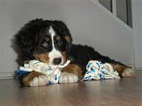 bernesemountaindog evequoz