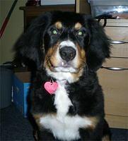 bernesemountaindog hampton2