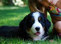 bernesemountaindog jacobsen