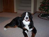 bernesemountaindog lawrence