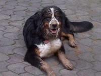 bernesemountaindog winter2