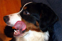 bernesemountaindog wray