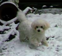 bichonfrise carmody