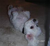 bichonfrise grimes