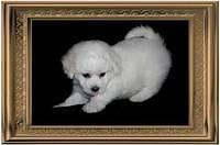 bichonfrise valdez