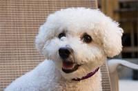 bichonfrise wadle