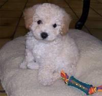 bichpoo allenliz