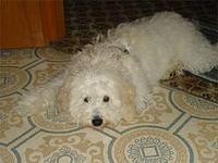 bichpoo arabczuk