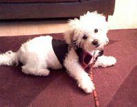 bichpoo campbell