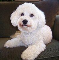bichpoo litchfield