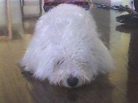 bichpoo pirez