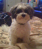bichpoo west