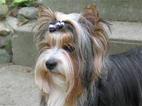 biewer perry2