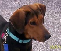 blackandtancoonhound dunn