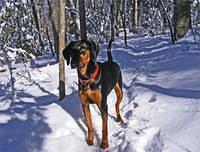 blackandtancoonhound herndon