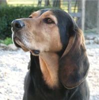 blackandtancoonhound johrendt