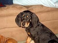blackandtancoonhound kokaly