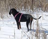 blackandtancoonhound slaughter