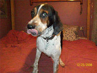 bluetickcoonhounds