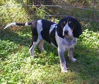 bluetickcoonhound myrick