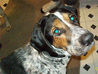 bluetickcoonhound snyder