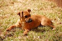 boglenterrier fritz