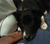 bordercollies