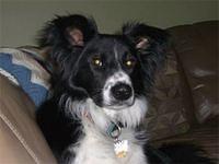 bordercollie dilley