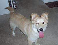 bordercollie harris2