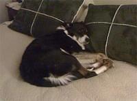 bordercollie kim
