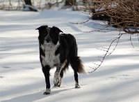 bordercollie powell