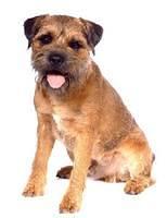 borderterriers