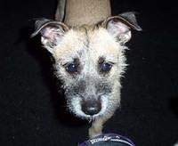 borderterrier goetz