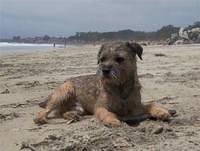 borderterrier holwerda