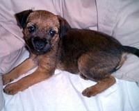 borderterrier jayne