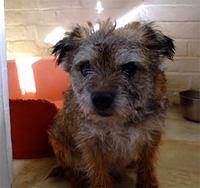 borderterrier morley