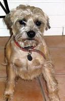 borderterrier nicol