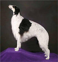 borzois
