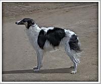 borzoi kanoo