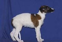 borzoi kennedy