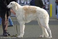 borzoi marcela