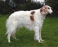 borzoi roome3