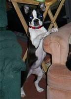 bostonterriers