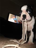bostonterrier kapps