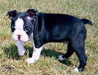 bostonterrier ludiker