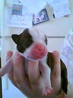 bostonterrier sprute