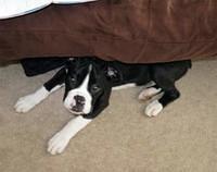 boxers