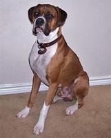 boxer beard