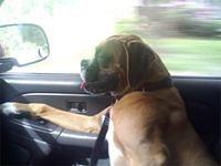 boxer champey