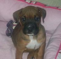 boxer creager